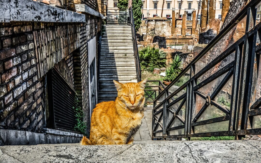Control de gatos callejeros
