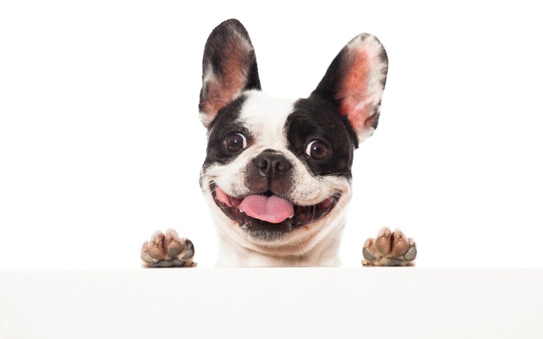 almofada 40x40cm cachorro bulldog feliz com enchimento 20117 MLB20185491648 102014 F
