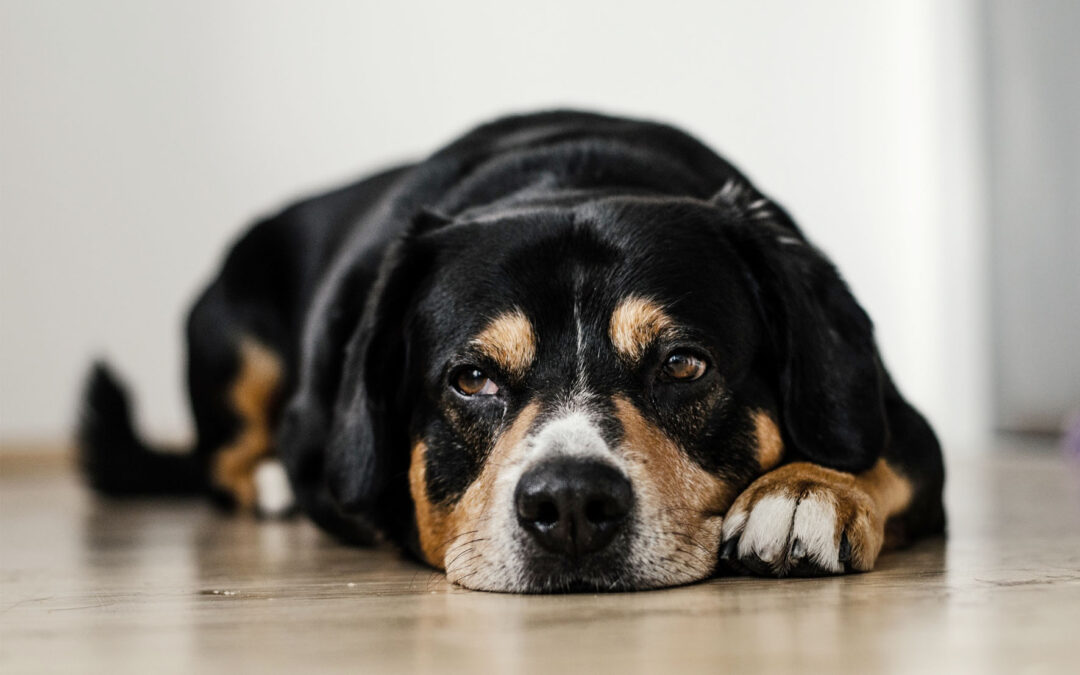 Síndrome de ansiedad por separación canina