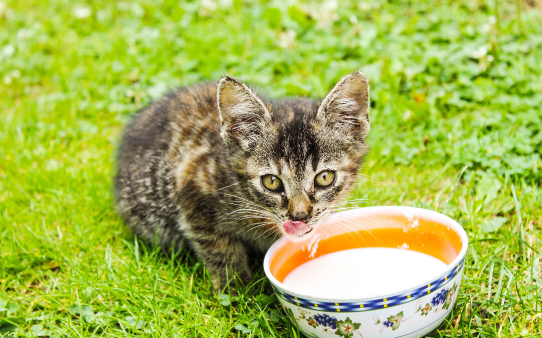 Alimentos tóxicos para los gatos