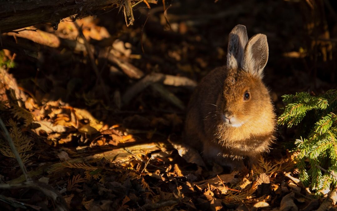 5 Curiosidades sobre el comportamiento de los conejos